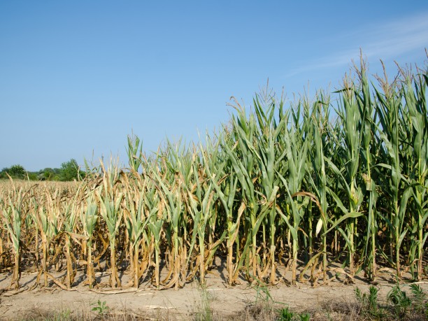 corn at mixed heights and moisture conditions