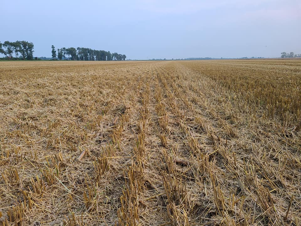 Evenly distributed cut straw on field