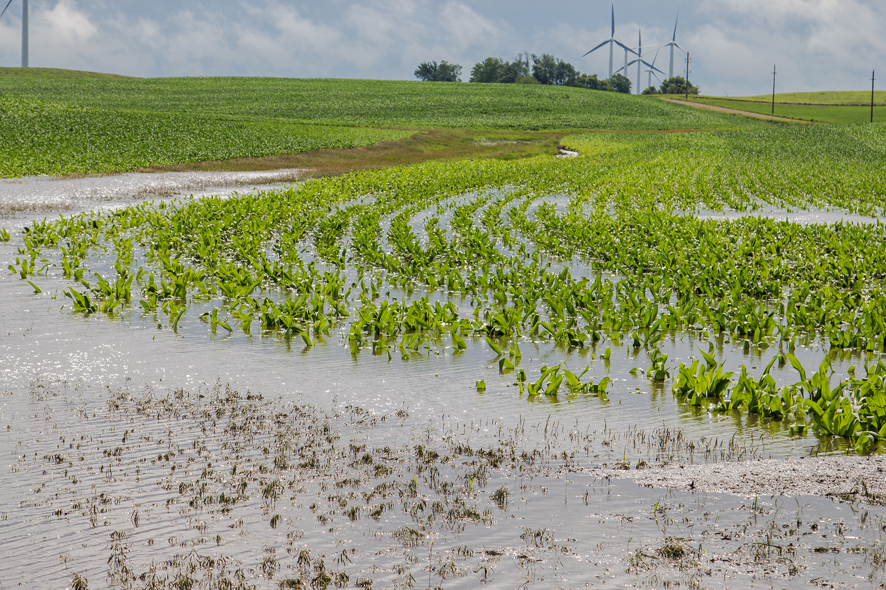 Flooded conrfield